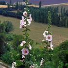 LAVANDES EN PROVENCE Les tremières de Sault