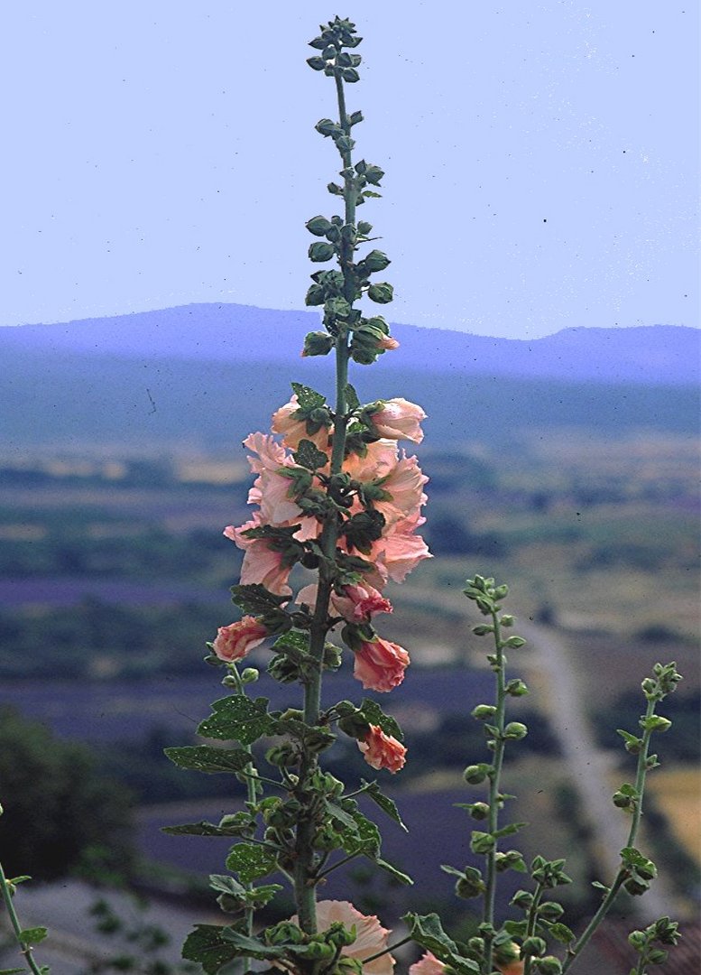 LAVANDES EN PROVENCE Trémières aux lavandes