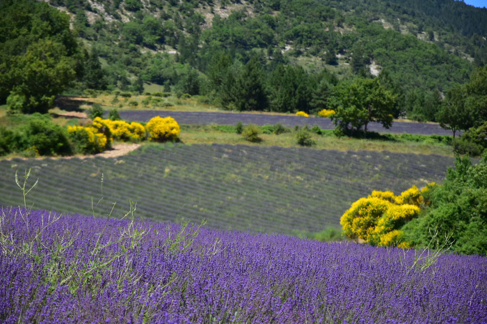 Lavandes et genets floraison