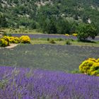 Lavandes et genets floraison