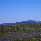 Lavandes et Mont Ventoux