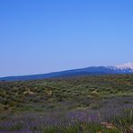 Lavandes et Mont Ventoux