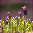 Lavandula 2 (Schopflavendel)