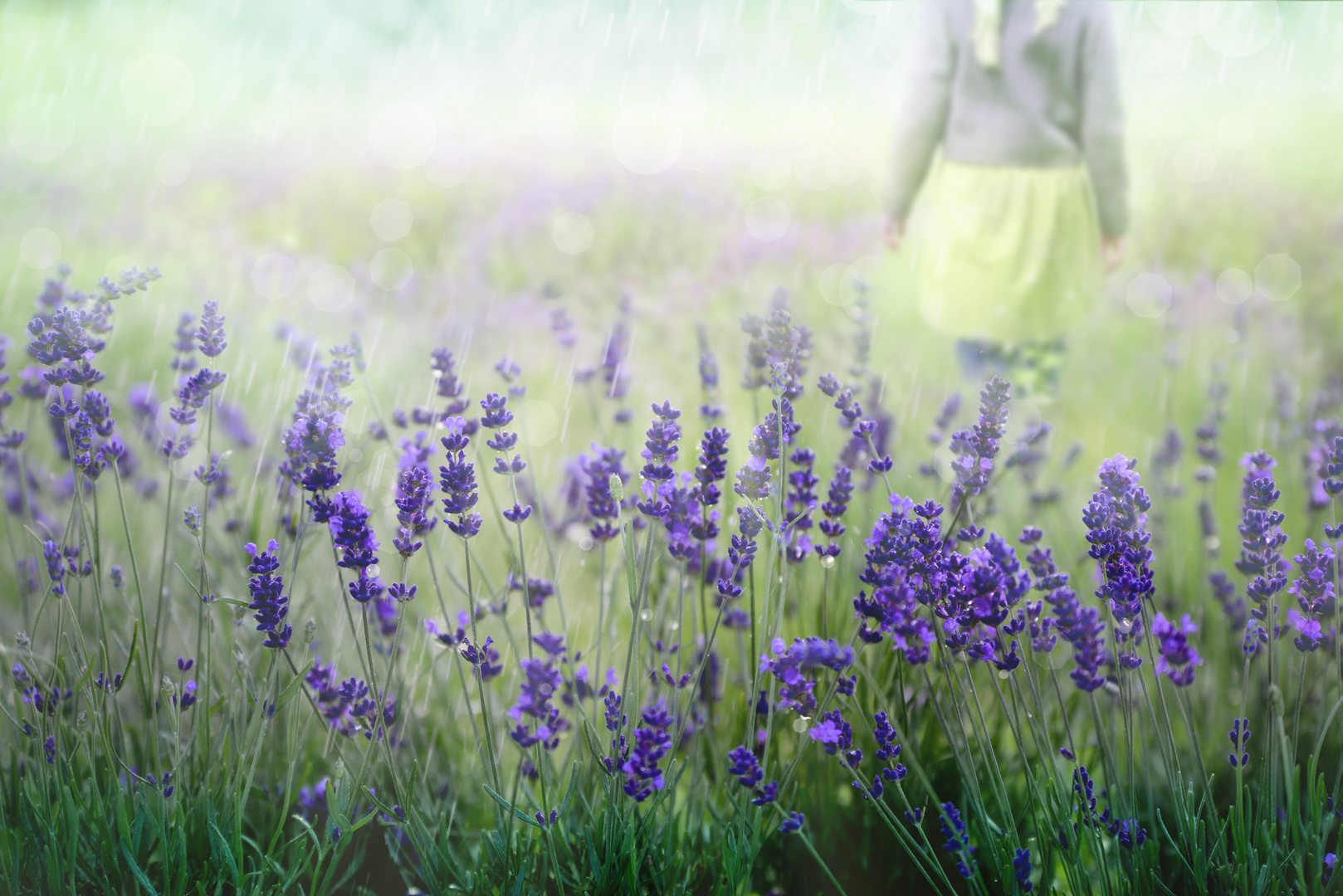 Lavandula