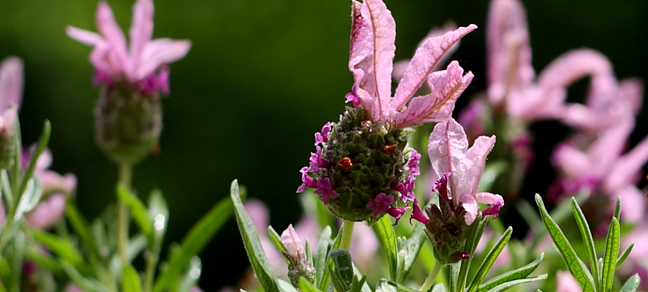 Lavandula