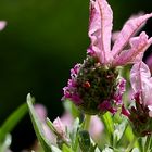 Lavandula