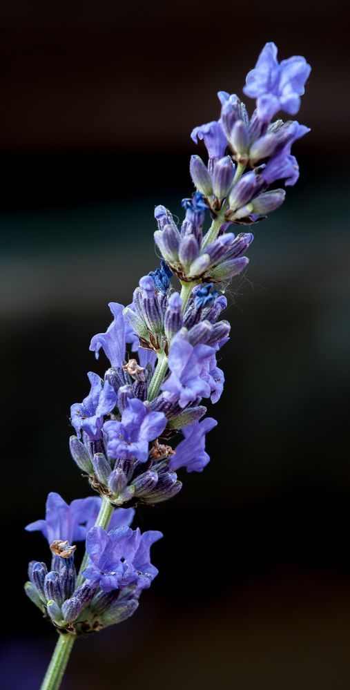 Lavandula angustifolia