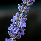 Lavandula angustifolia