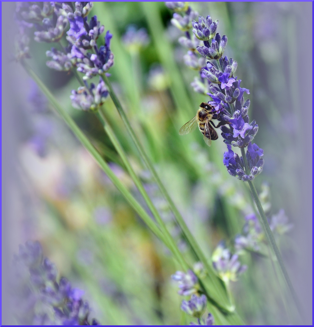 LAVANDULA ANGUSTIFOLIA