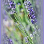 LAVANDULA ANGUSTIFOLIA