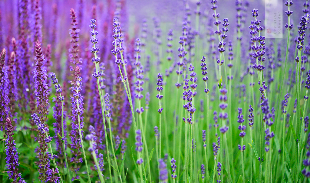 Lavandula angustifolia