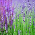 Lavandula angustifolia