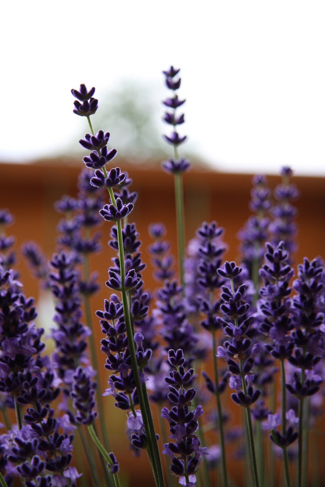 Lavandula angustifolia