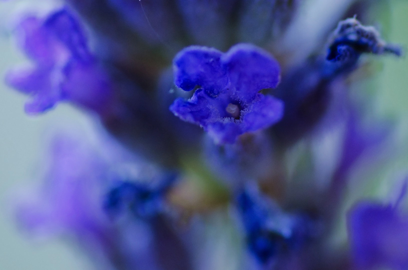 ::. Lavandula .::