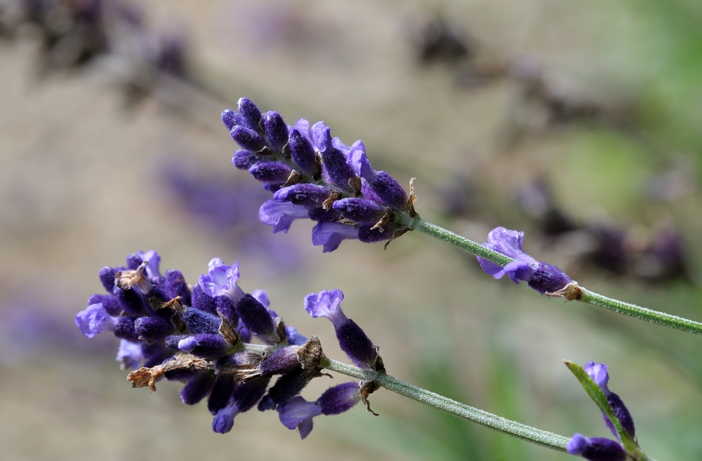 Lavandula