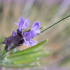 lavandula