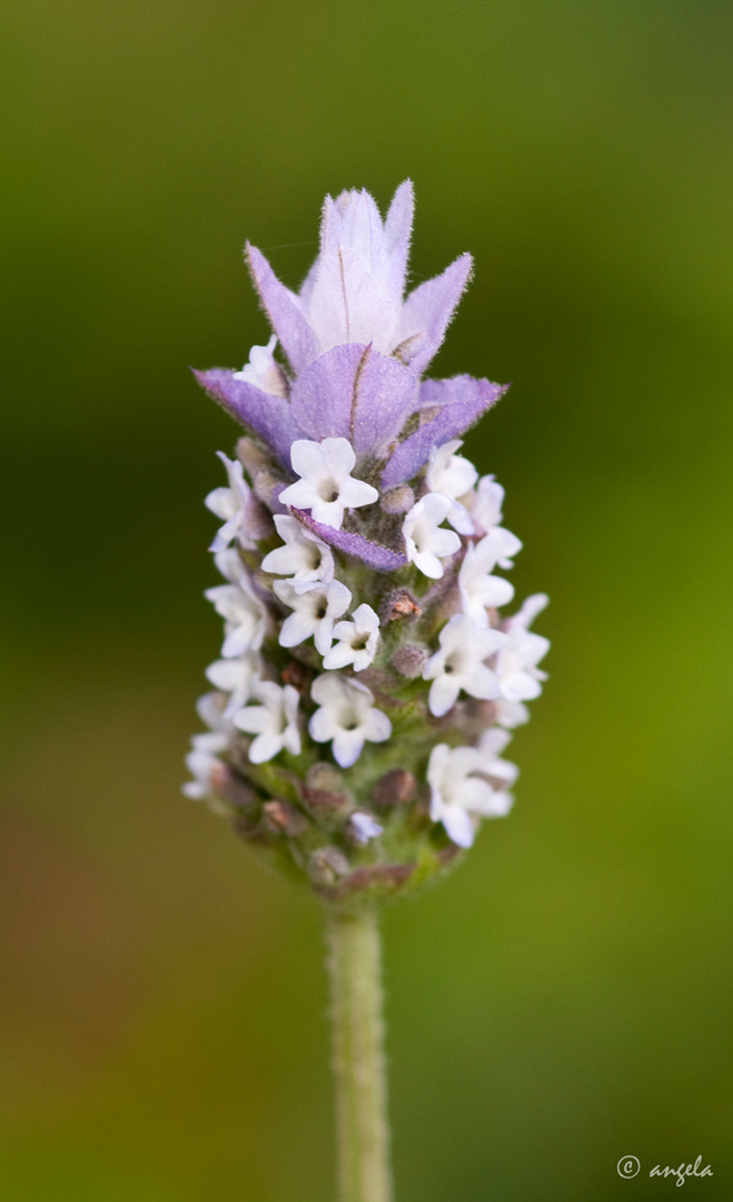 Lavandula dentata