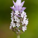 Lavandula dentata