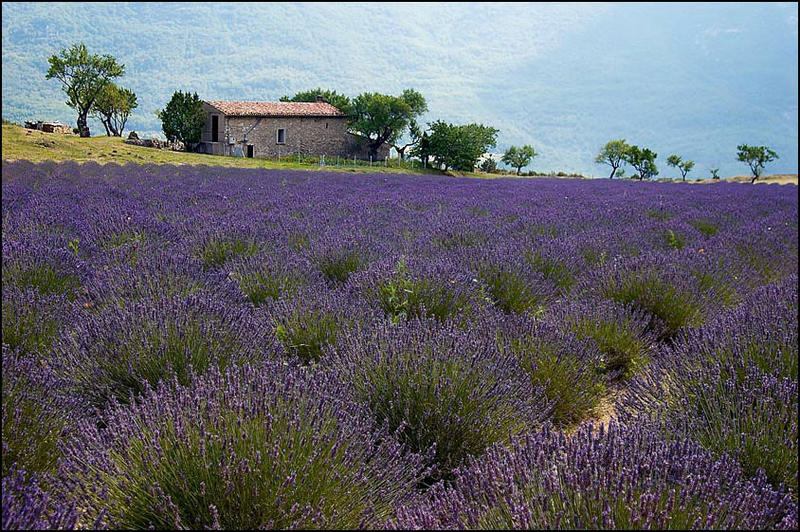 Lavandula field