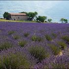 Lavandula field