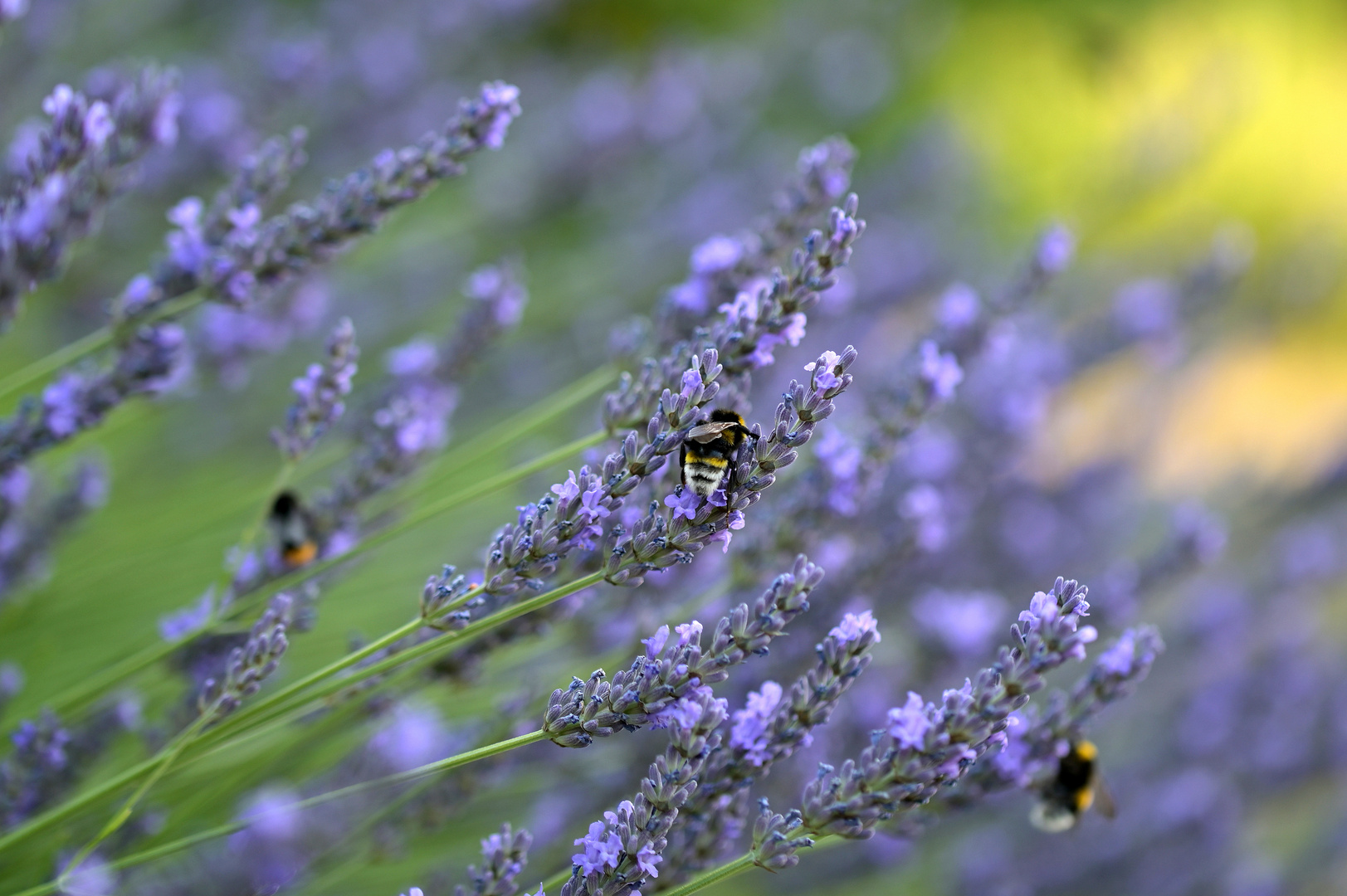 Lavandula (II)