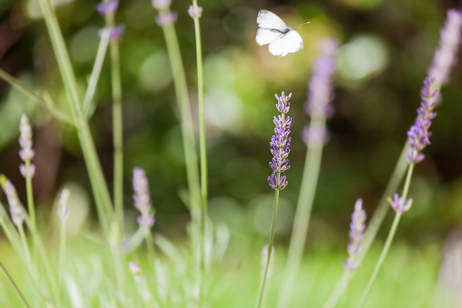 Lavandula mit Besucher