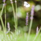 Lavandula mit Besucher