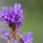 Lavandula multifida ssp canariensis....