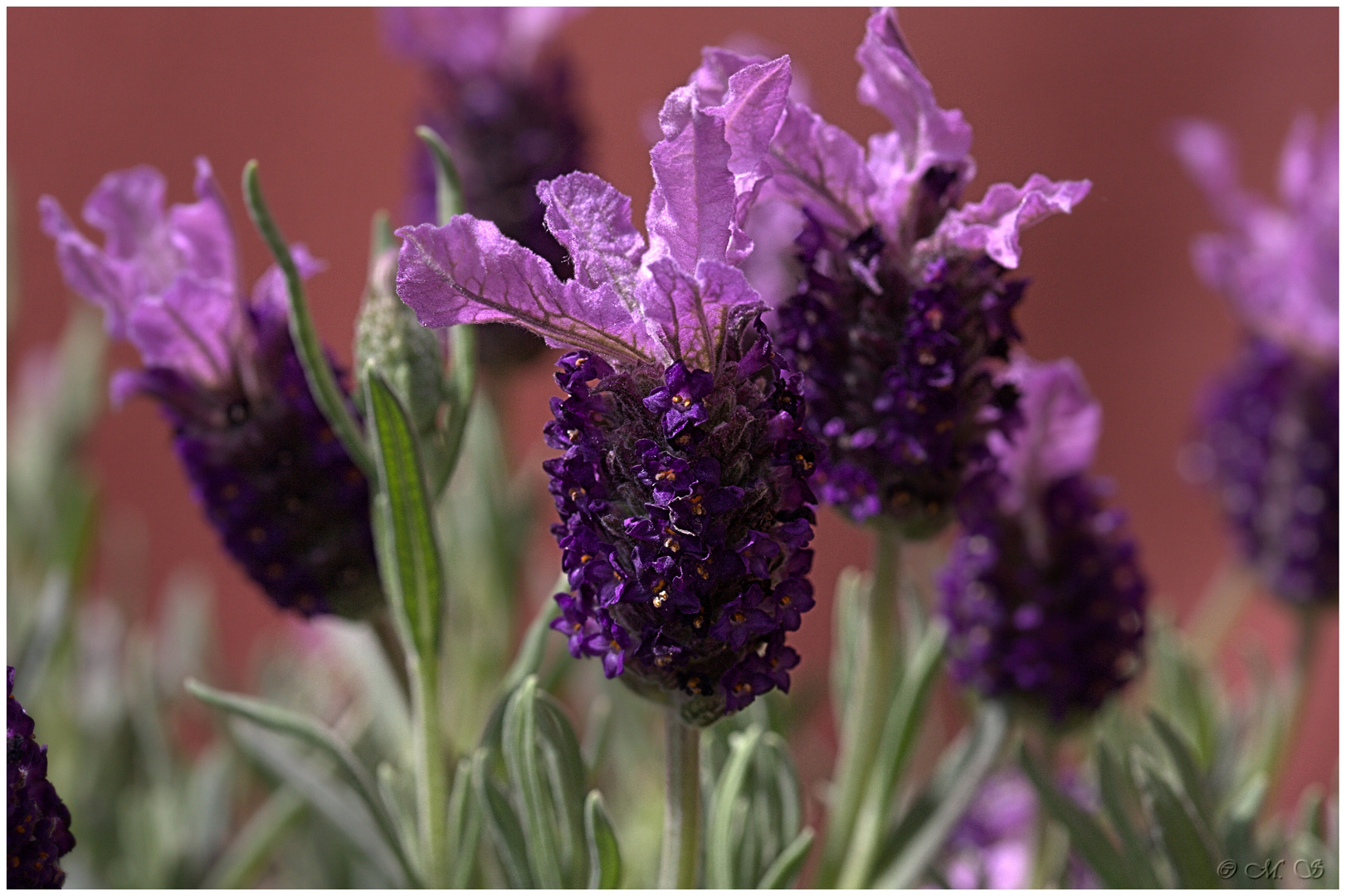 Lavandula stoechas