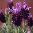 Lavandula stoechas