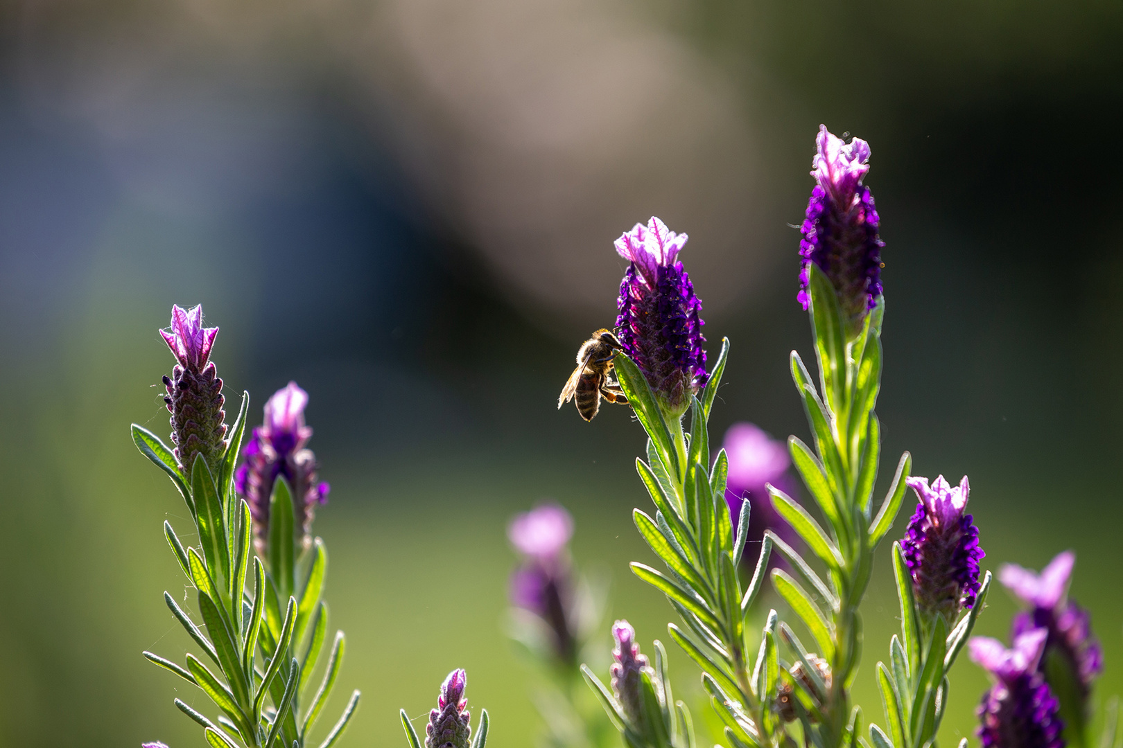 Lavandula stoechas