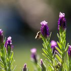 Lavandula stoechas