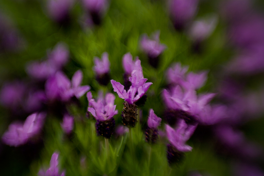 Lavandula stoechas