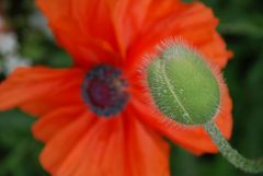 L'avant-après Coquelicot