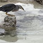 Lavareiher erfolgreich beim Fischen