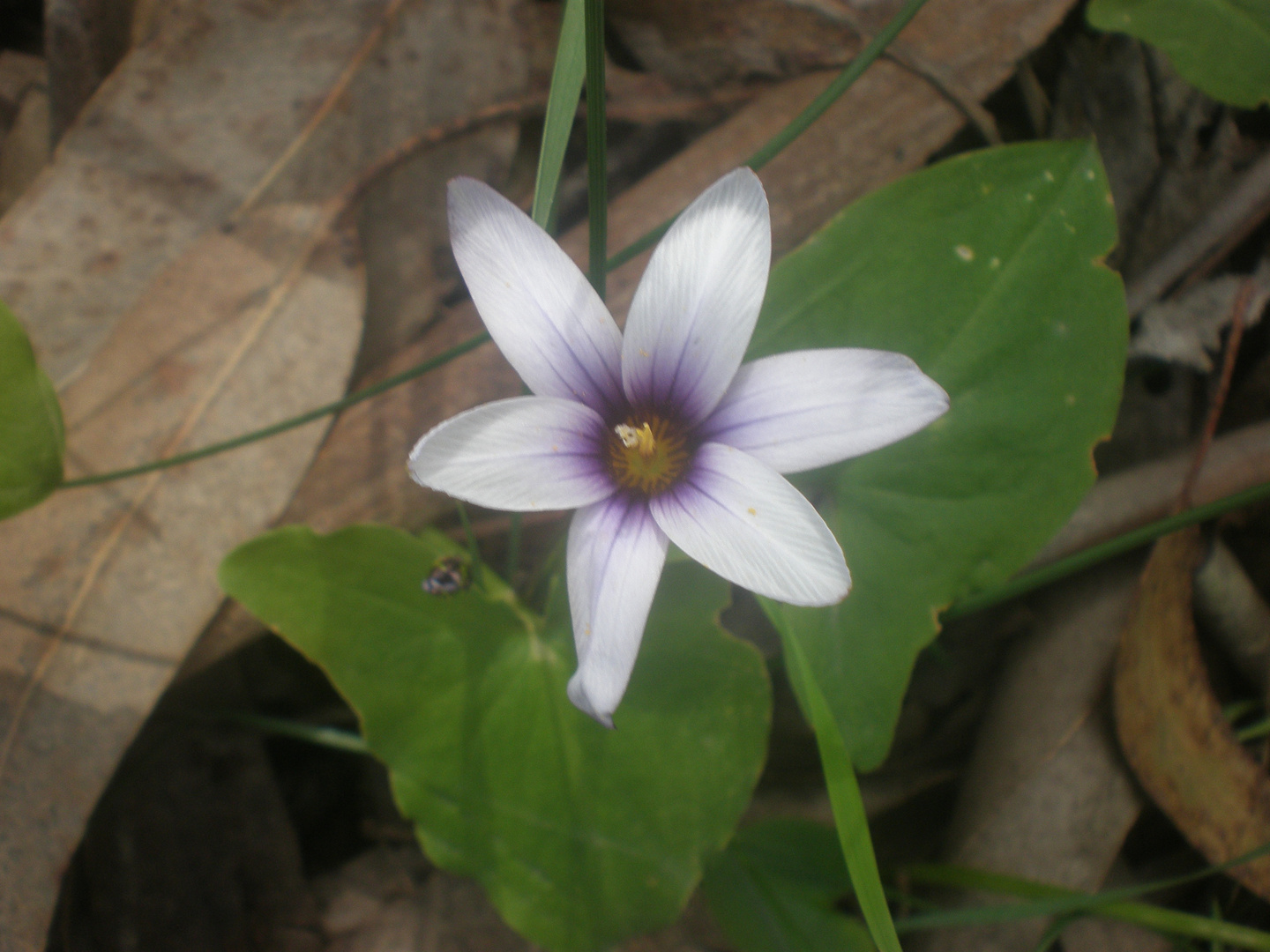 lavatera