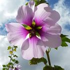 Lavatera maritima