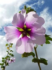 Lavatera maritima