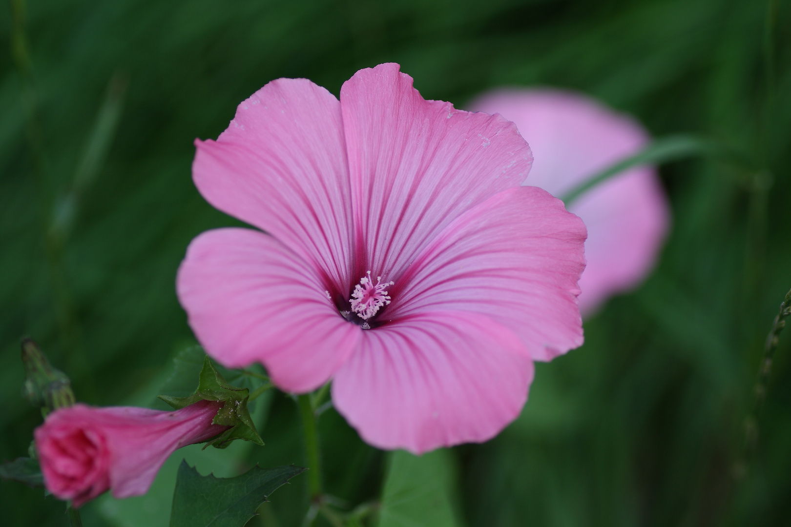 Lavatera trimestris