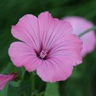 Lavatera trimestris