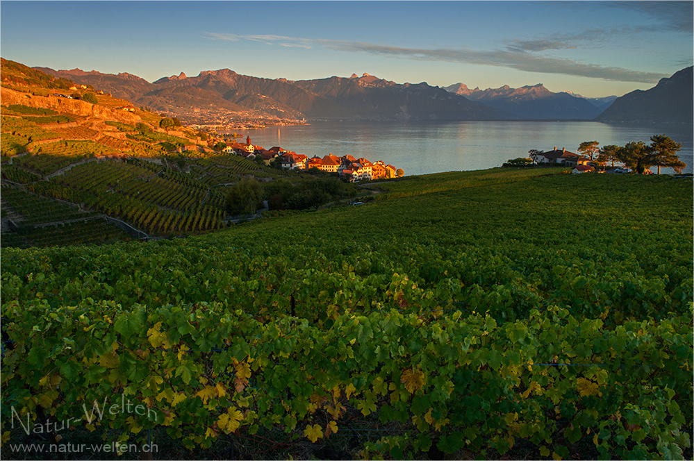 Lavaux