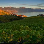 Lavaux