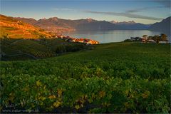 Lavaux