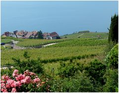 Lavaux 2