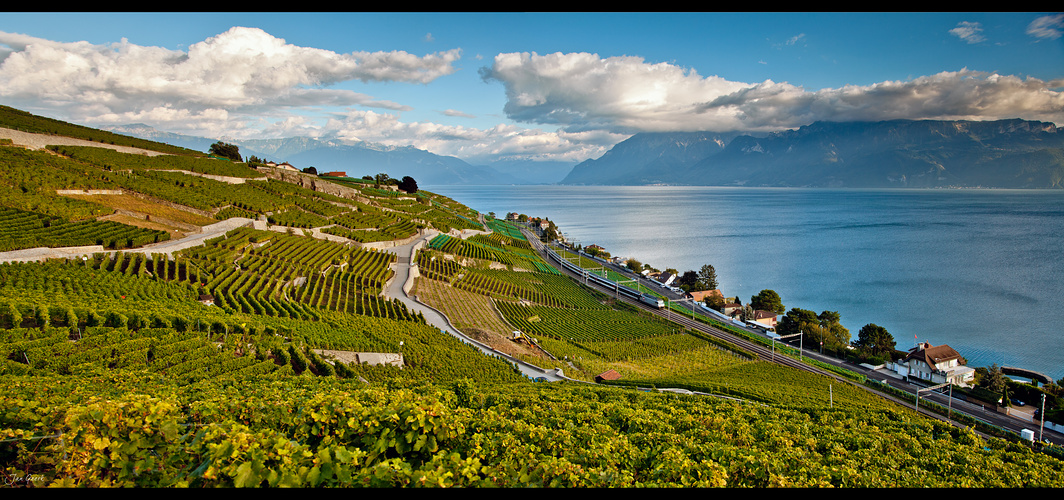 Lavaux