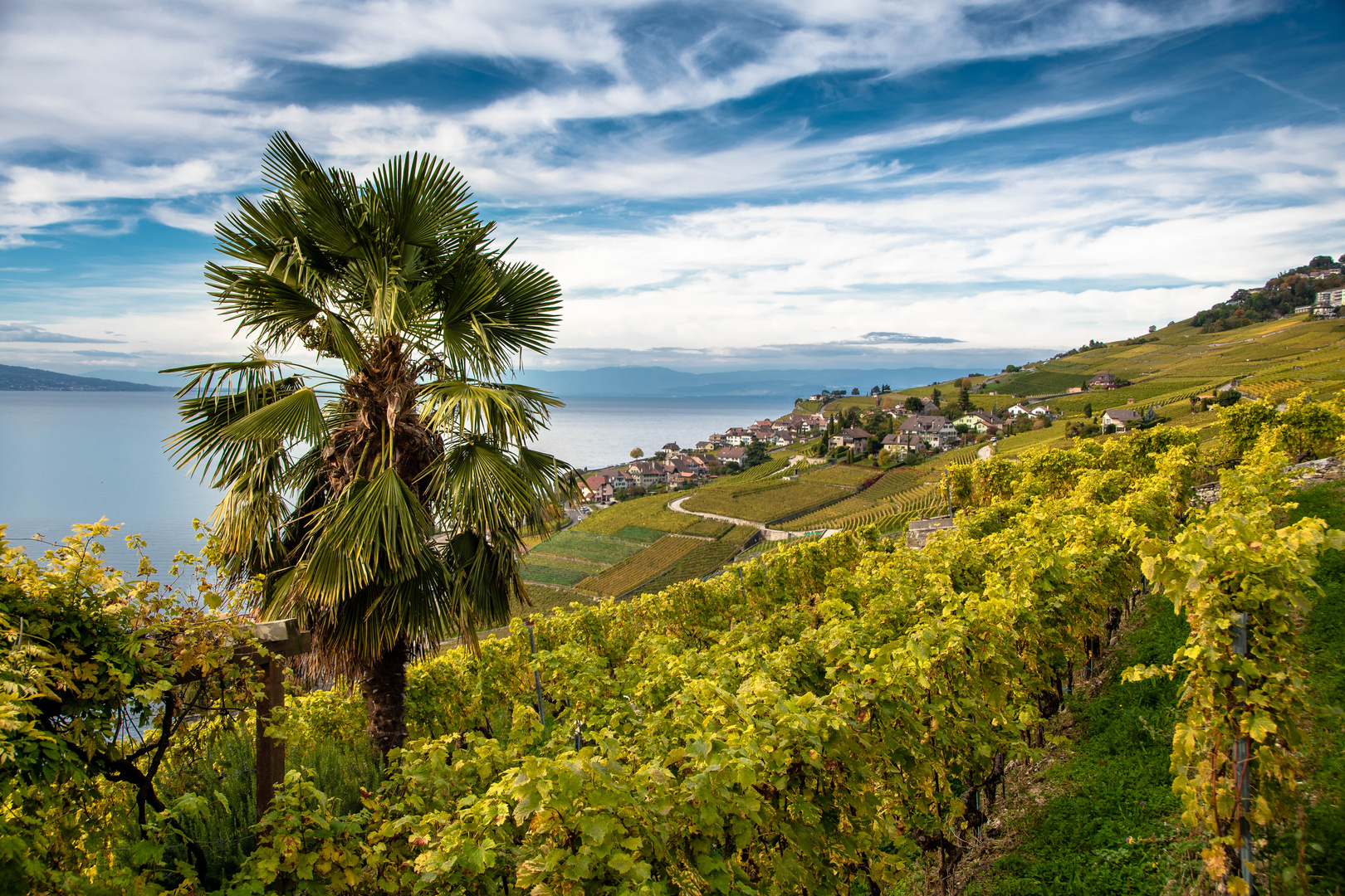 Lavaux