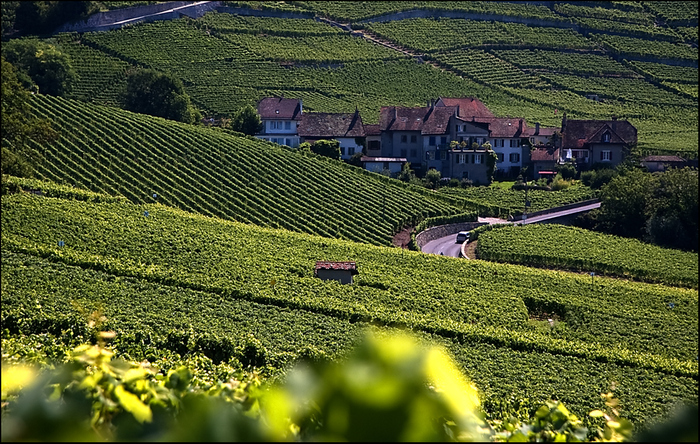 ~ Lavaux ~