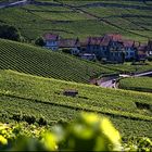 ~ Lavaux ~