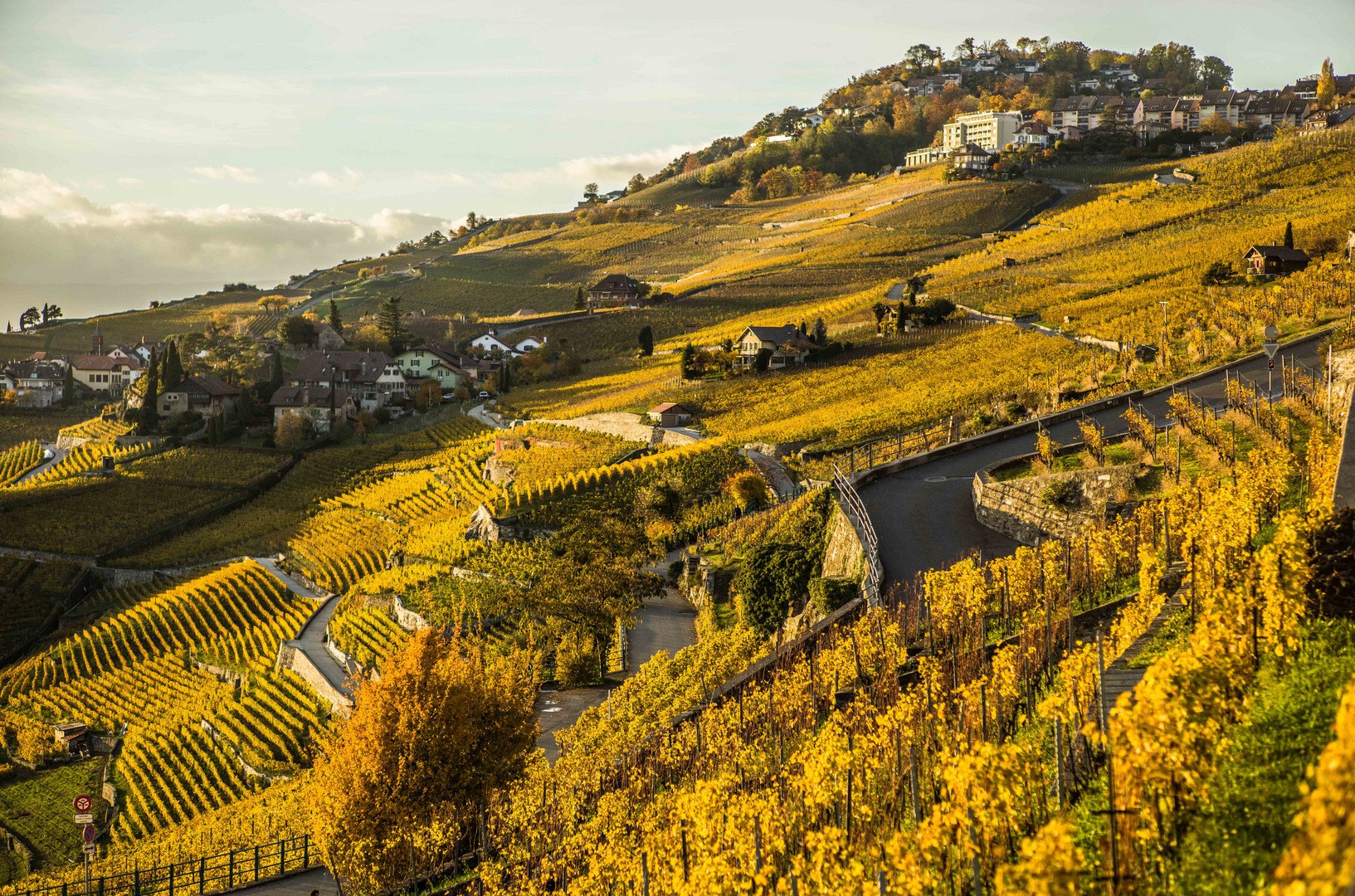 Lavaux