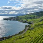 Lavaux